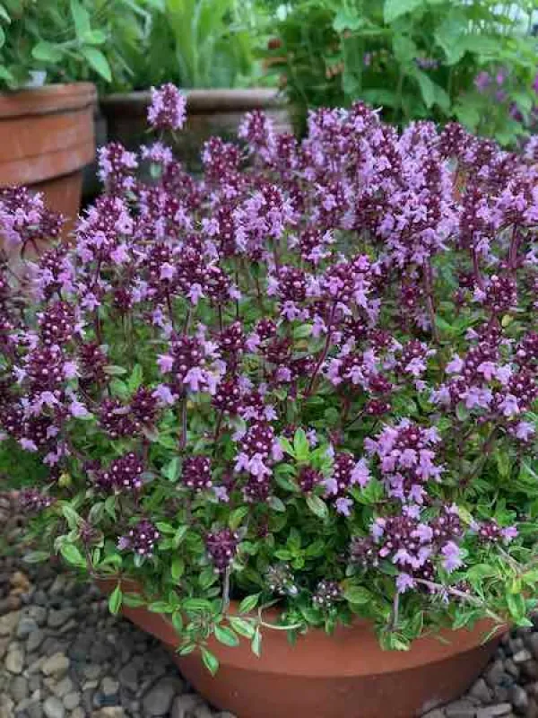 Thyme 'Purple Creeping'